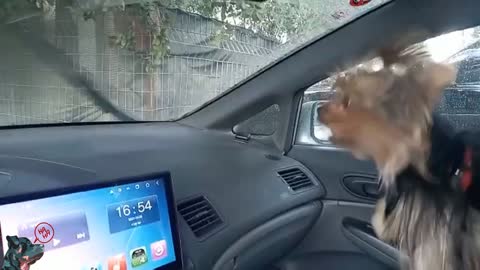 Yorkshire Terrier Dog Hates Car Wipers :)