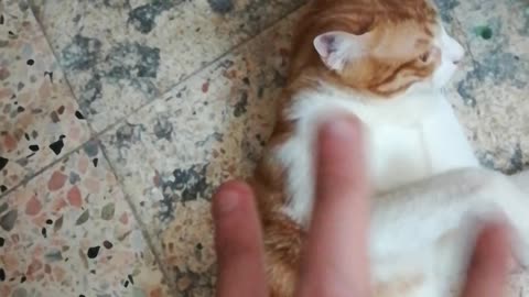 Owner Play With Mailo Kitten