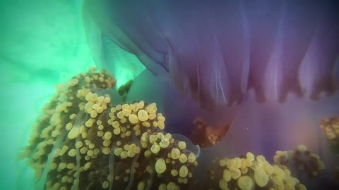 Large Colorful Jellyfish in Indonesia