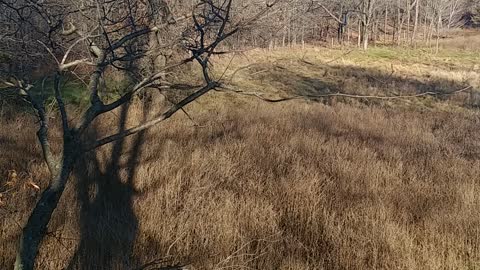 In a tree.