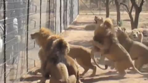 Lion feeding