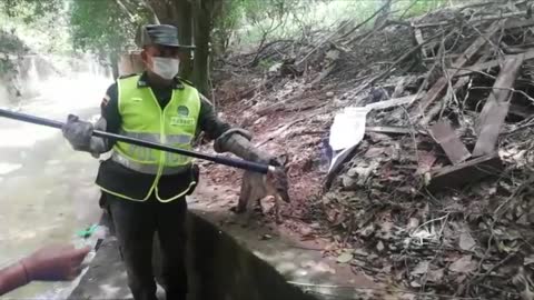 Video: zorro que estaba atrapado en una quebrada de Girón fue rescatado por la Policía