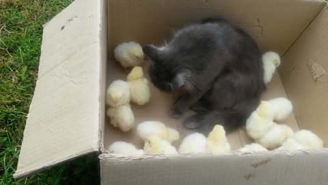 Cat and chicks