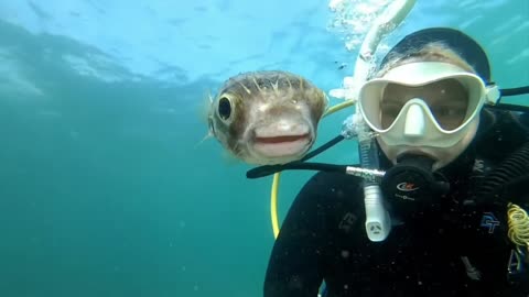 This Smiling Fish Wants A Selfie With Scuba Diver!!