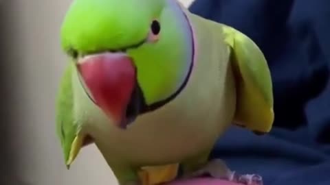 Talkative parrot looking very cute