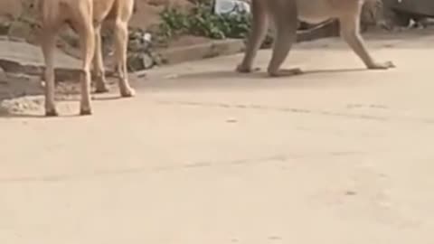 Monkey Rejects Love From Dog