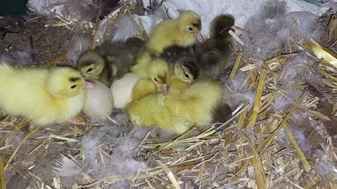 Muscovy ducklings just hatched