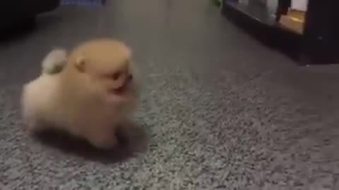 Cute Pom, im gonna die