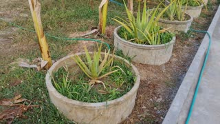 Aloe vera farming in Thailand plants for sale