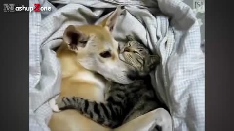 Funny Cats And Dogs Sleeping Together - A Cute Animals Videos