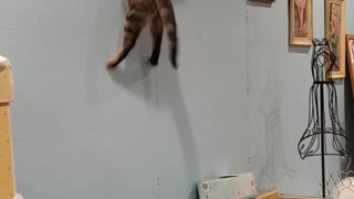 Brave kitty