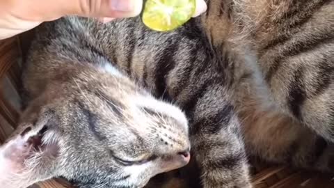prank- cat x kitten sleeping lemon🍋 sour fruit prank