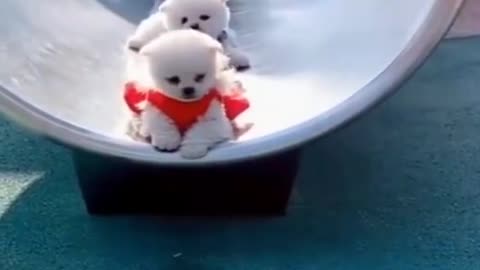4 cute puppies play on the slide : )