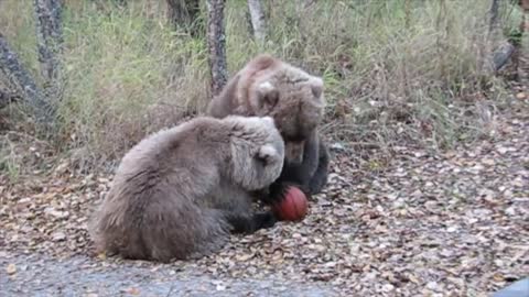 Bear Brothers playing basketball