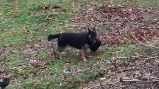 Rooster waiting for dog to play with him, gets rewarded!