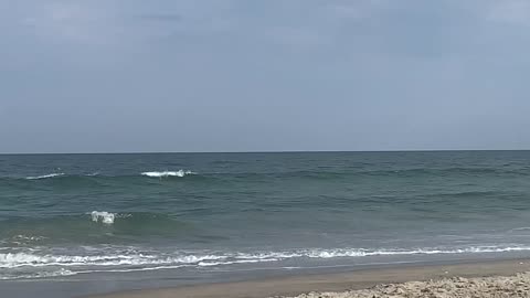 Dolphins in the distance. Chincoteague, Va