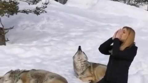 A girl imitates a wolf's voice and wolves answer her