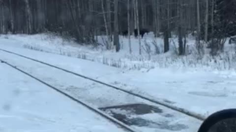 Moose by the tracks