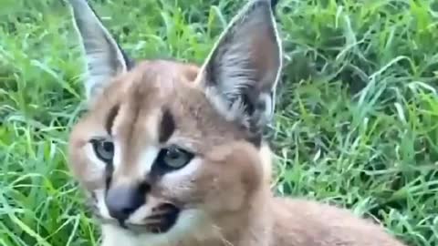 Perfect ear flick of a Caracal kitten