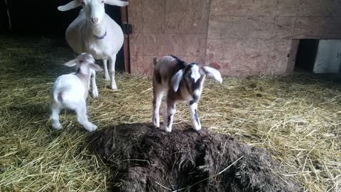Bunnys Baby Goats, 11 days old