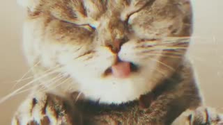 Cat licking the Glass to Eat the Fly