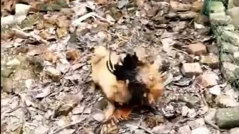 Chicken VS Dog Fight - Funny Dog Fight Videos - 2021