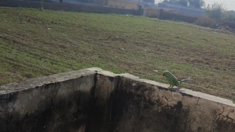 Cute talking parrot flying around
