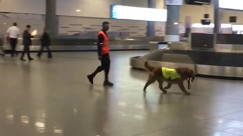 Airport working dog super excited to start the work day