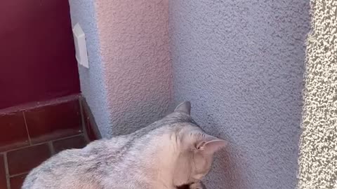 cat catches a beetle and eats it