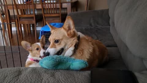 Corgis at play