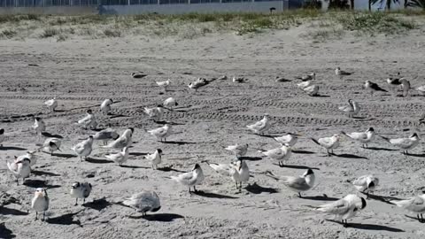 Gulls on the beach give me a show!