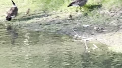 Baby geese training