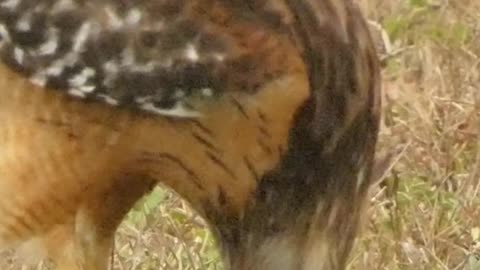 Red Shouldered Hawk Sneaks Past My Trap