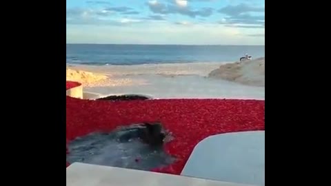 River with rose petals