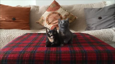 Kittens adorably bob their heads to the music