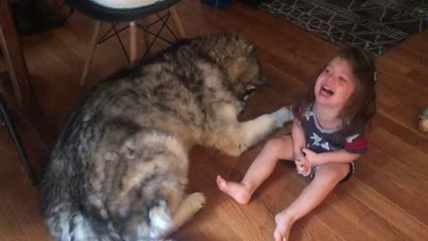 Patient Alaskan Malamute And Little Girl Share A Howl Together