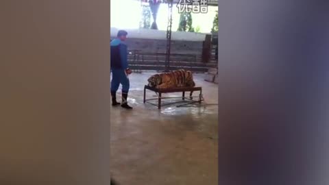 Tiger is abused in a Zoo in China