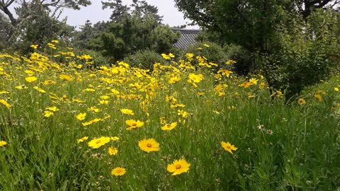 Beautiful flower scenery