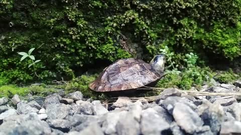 Watch Turtles can make great pets