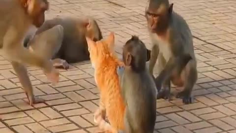 Funny Momen - Short stories with other animals such as MONKEYS