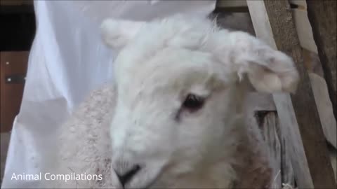 Baby Lamb (Sheep) Goes Baa - CUTEST Compilation/Baby Lamb (Sheep) Goes Baa - CUTEST Compilation