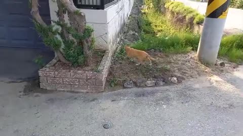 A country cat that runs away when you approach it.