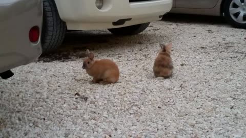 Wild Calico Bunnies