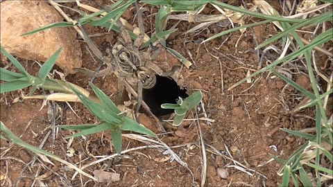 Wolf Spider Elevates To Escape Ant Nips