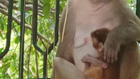 Cute & funny Monkey Baby