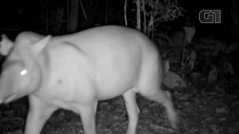 Couple of tapirs with an albino animal is spotted in a reserve in the interior of SP Brazil