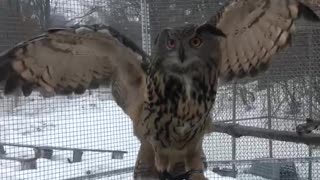 Owl wingspan! So beautiful and powerful