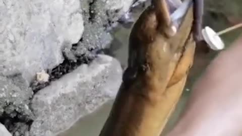 Unique Fishing 🧐 Catching Yellow Monster Eel Fish From Under Deep Mud #2