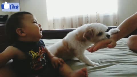 MUST WATCH - How a Protective Royal Dog 🐶 Won't Let Dad Touch The Baby #2