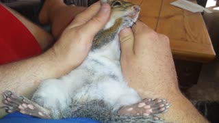 Pet Squirrel Lazy Day